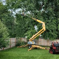 Lawn Renovation and Restoration in Gaylord, MN